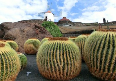 Kakteen Mietwagen Lanzarote Preisvergleich